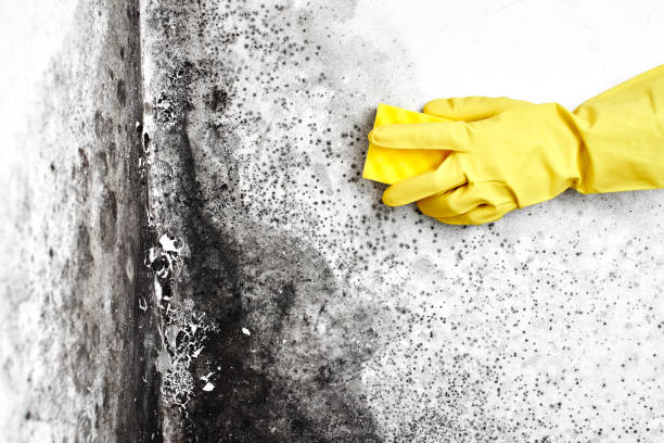 Certified Mold Removal in Warson Woods, MO