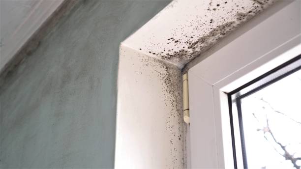 Best Residential Mold Removal  in Warson Woods, MO