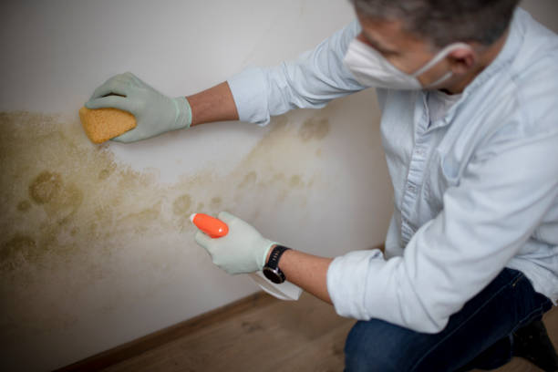 Best Mold Damage Repair  in Warson Woods, MO