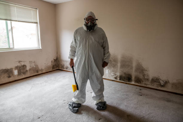 Mold Removal Process in Warson Woods, MO