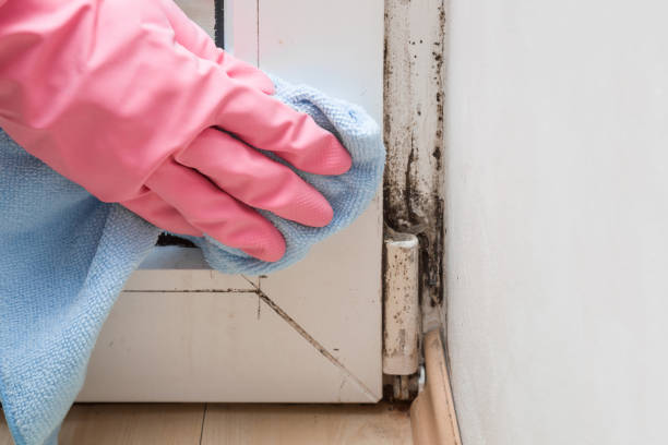 Best Mold Removal Process  in Warson Woods, MO