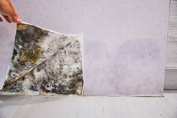 Best Emergency Mold Removal  in Warson Woods, MO